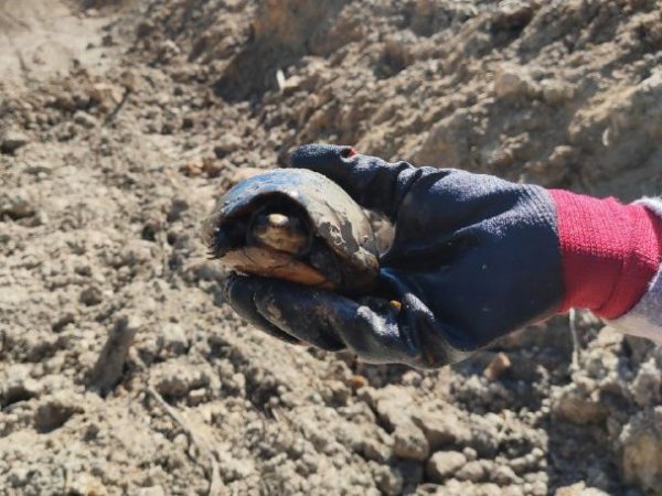 daño ambiental Tren Maya