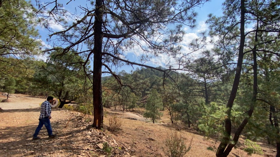 cambio de uso de suelo en terrenos forestales
