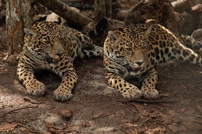 jaguares Quintana Roo