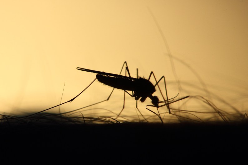 Qué es la malaria o paludismo y cuáles son los síntomas