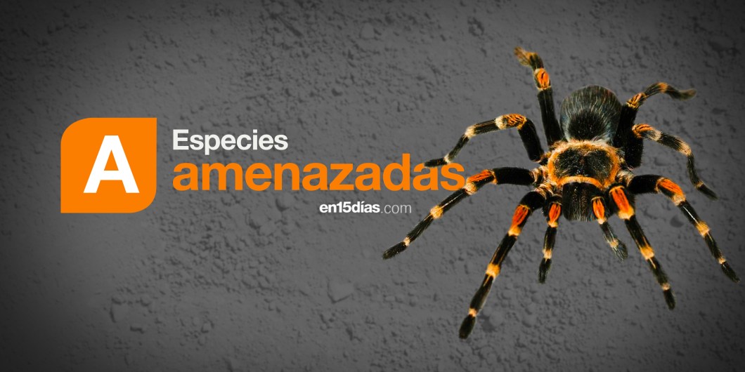 especies amenazadas en México