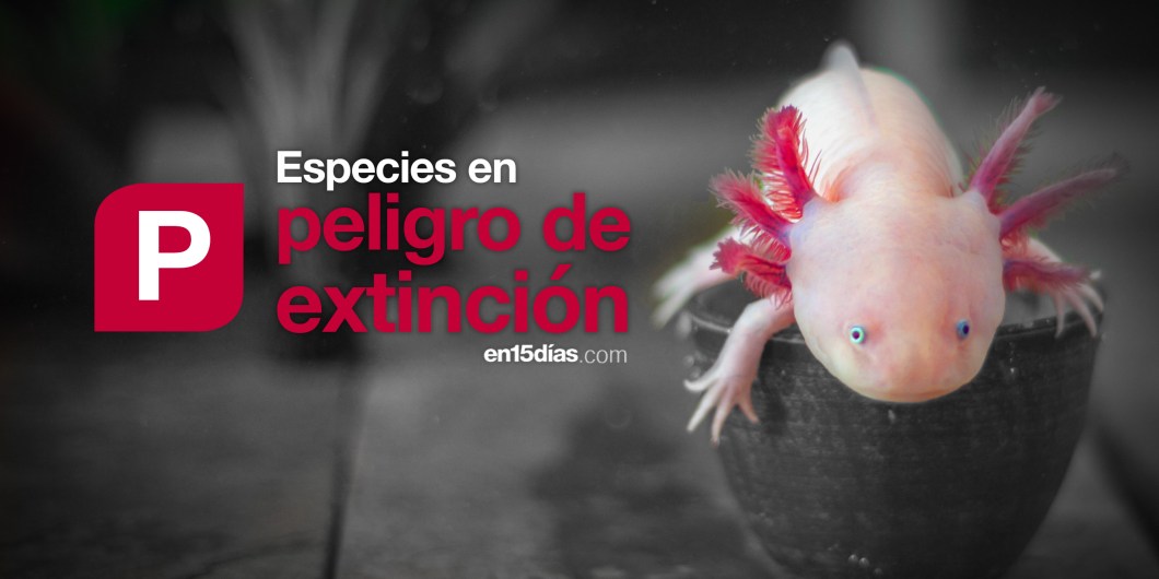 especies "en peligro de extinción" en México