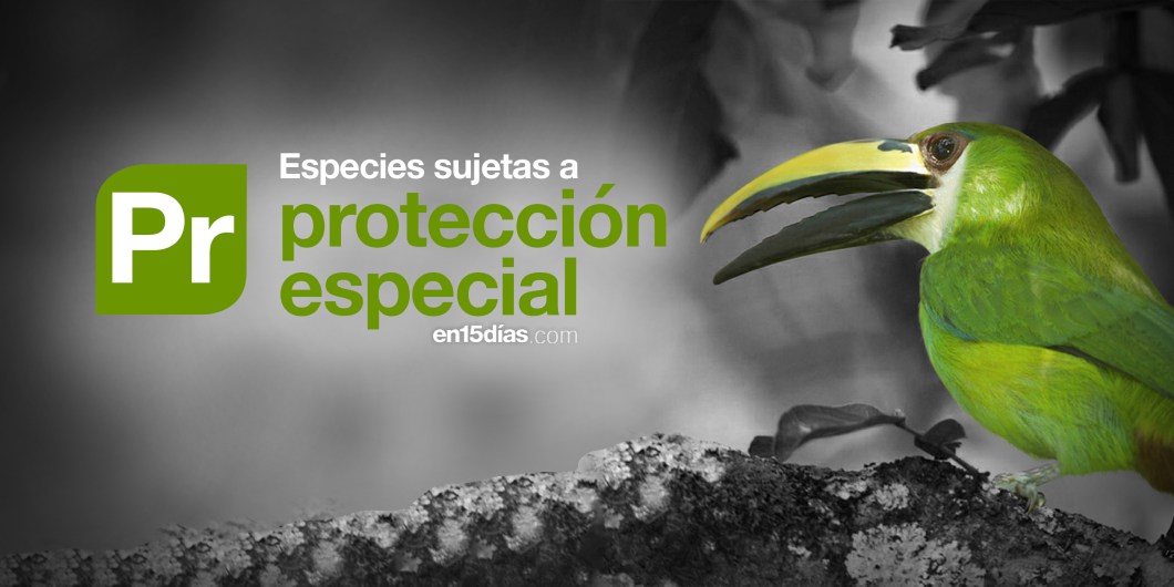 Hay 1183 especies “Sujetas a protección especial” en México