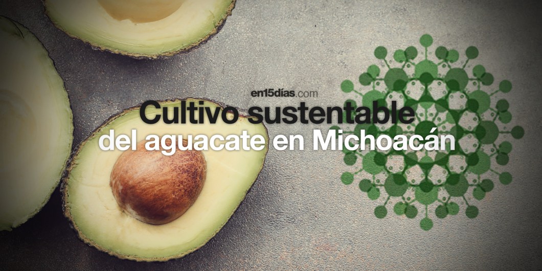 propuestas para un cultivo sustentable del aguacate en Michoacán