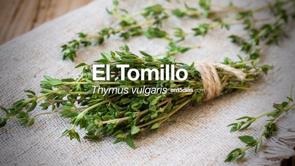 TOMILLO