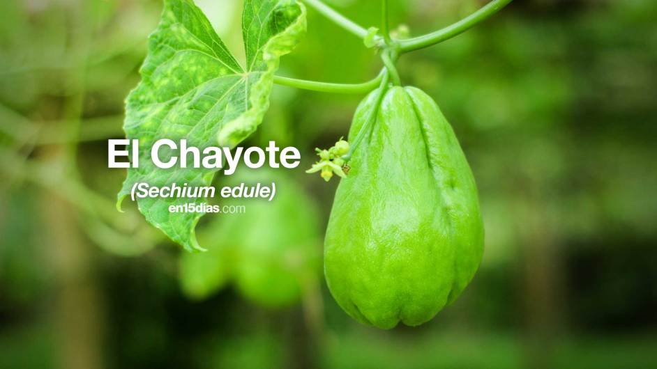 El Chayote