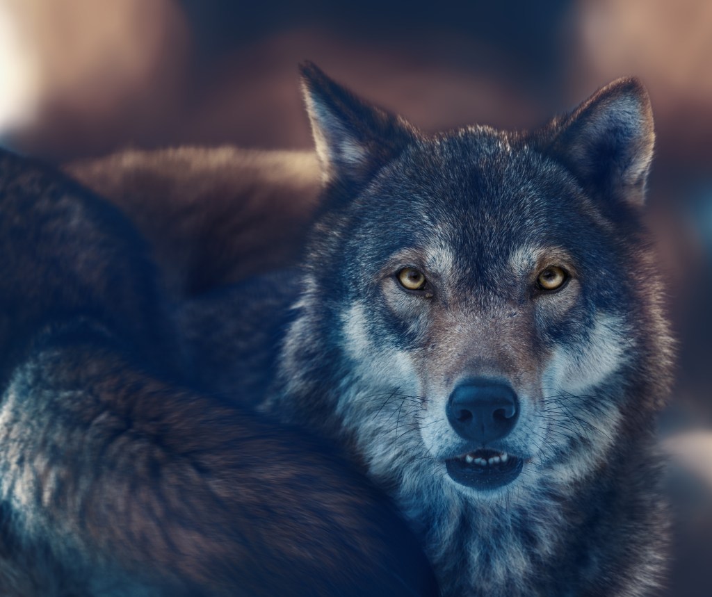 El lobo mexicano, una especie en recuperación