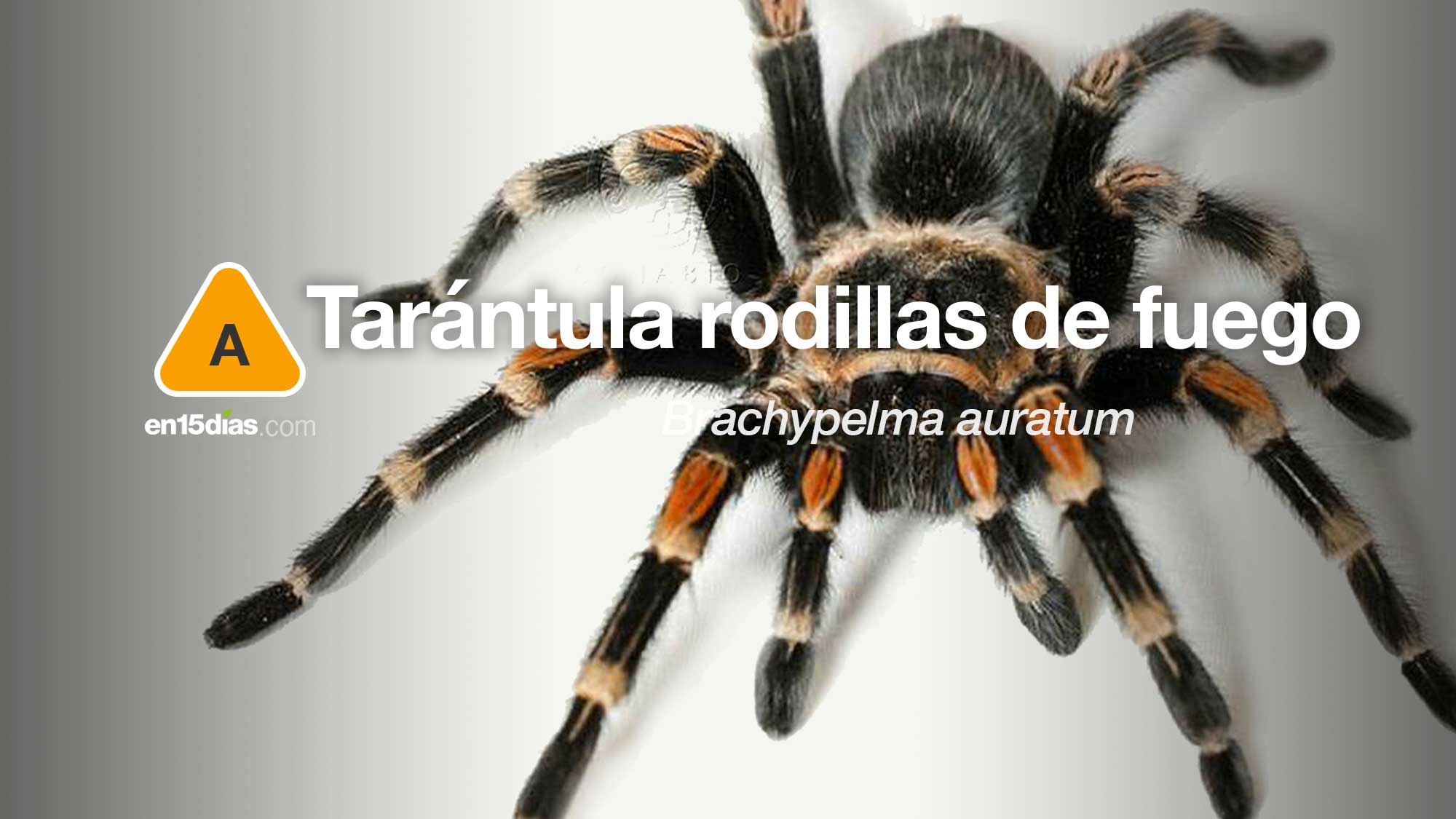 Tarántula rodillas de fuego, especie amenazada